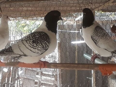 pigeons 10 84750 Saint-martin-de-castillon