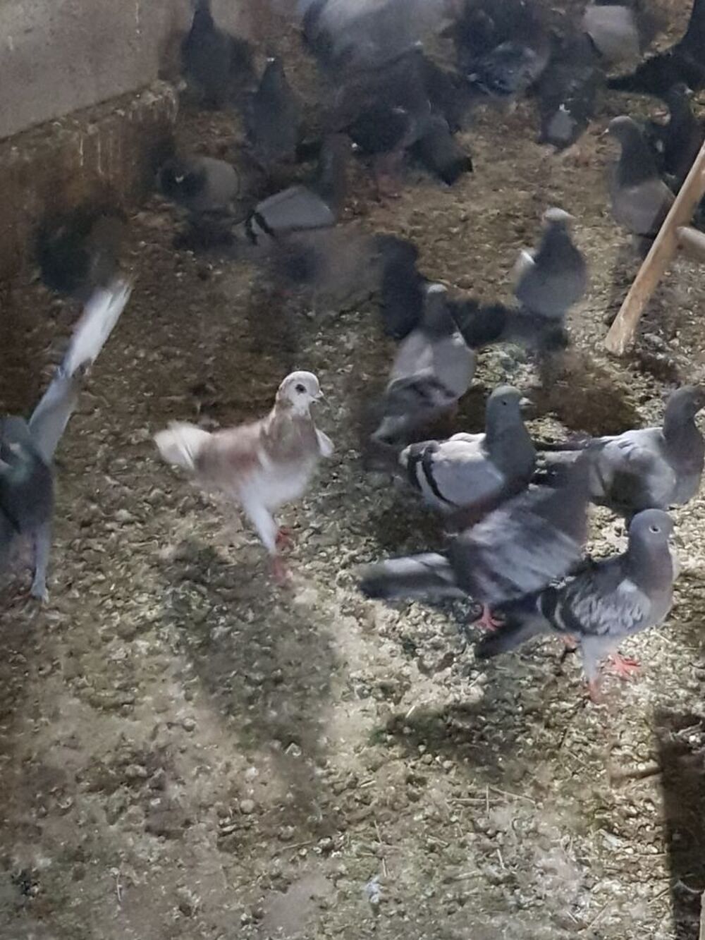 pigeon bleu de Gascogne Jardin