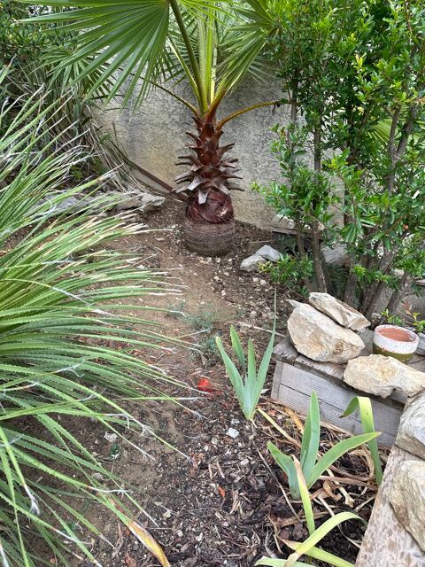 Accueille tortues de terre dans grand jardin 0 34160 Saint-bauzille-de-montmel