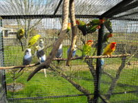   oiseaux de voliére séxé 