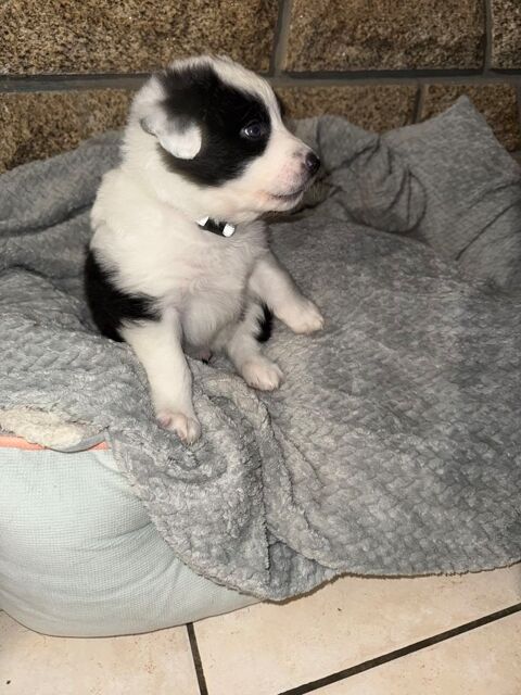 3 magnifiques chiots m&acirc;les Berger Australien / Border collie 600 44260 Savenay