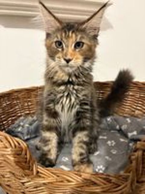   Magnifiques femelles Maine coon Loof 