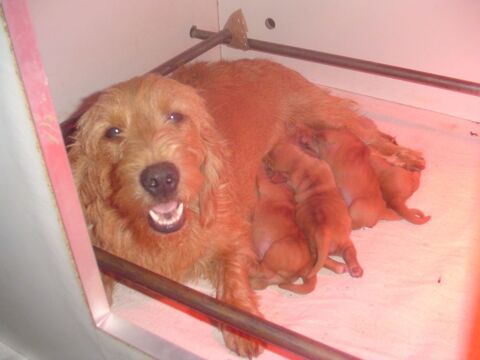 Chiots Basset Fauve de Bretagne LOF 31350 Blajan