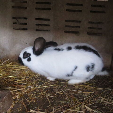 Lapins  7 mois 30 14540 Bourgubus