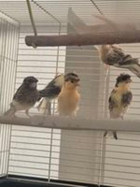   Canari couples et mâles  