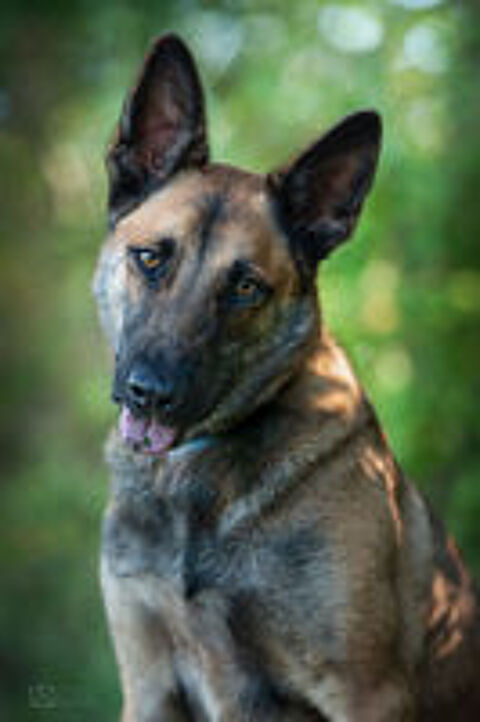   TAO mâle type malinois 4 ans  