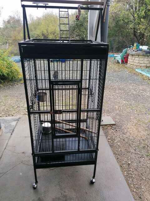 cage perroquet 17400 Saint-denis-du-pin
