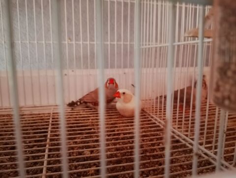 Couples mandarins 10 80640 Hornoy-le-bourg