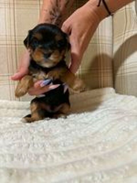   Yorkshire Terrier - 3 chiots disponibles 