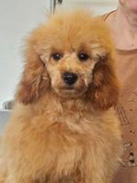   caniche nain male 5 mois  fauve abricot 