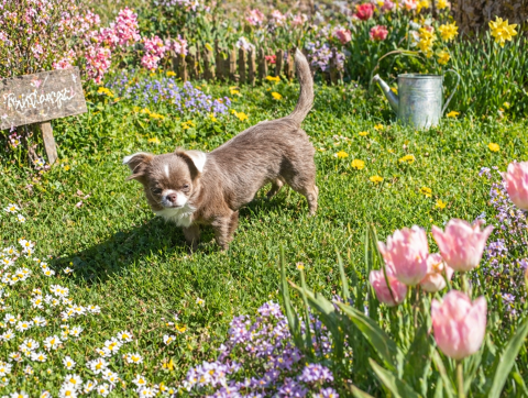 Femelle chihuahua 1200 38270 Beaurepaire