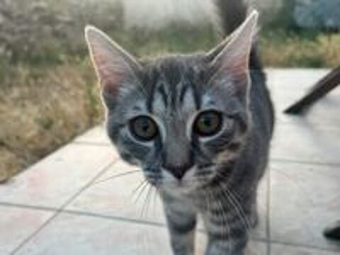   Zouou, chat gris tigré à adopter 