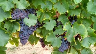  Terrain � vendre 12685 m�