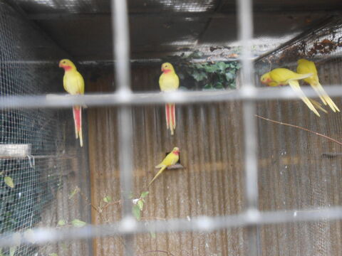4 princesses de galle males lutinos,albinos; B2024 90 86280 Saint-benot