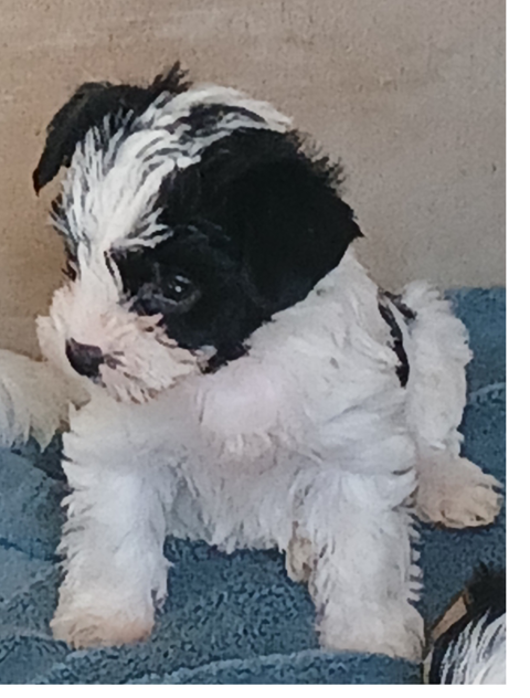  1 femelle BIEWER 1200 36220 Martizay