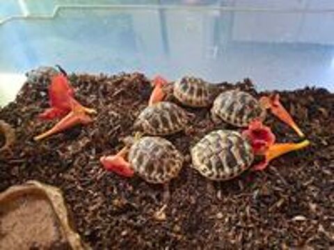   tortues de terre 15 euros 