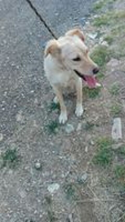   MANDY croisée labrador +/-2 ans 