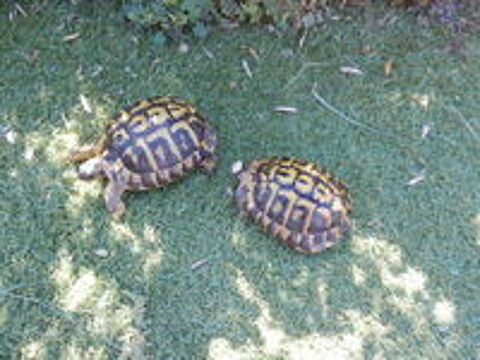   echange couple  de tortue H adulte  