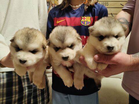 Chiot malamute d'Alaska 800 74200 Marin