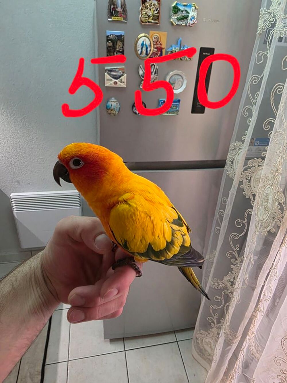   Conure soleil  
