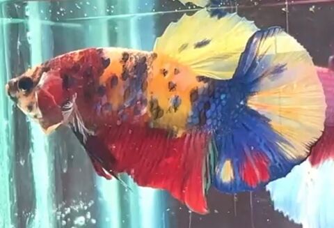 Bette m&acirc;le plakat multi et femelle  panda. 25 95190 Goussainville