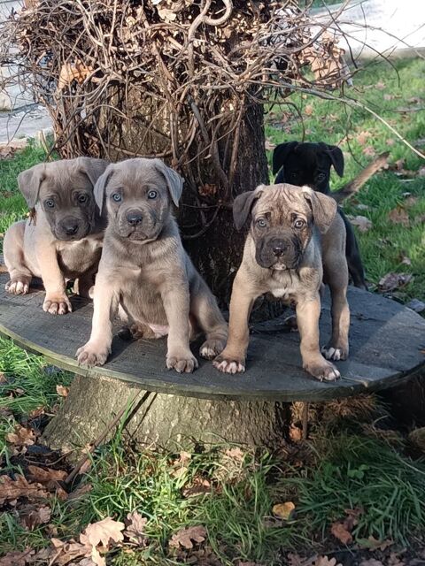 Vends magnifique chiot type cane corso 950 33600 Pessac