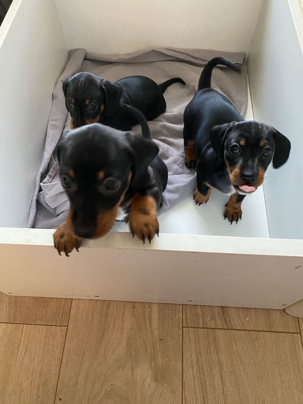   Chiots Teckel nain 