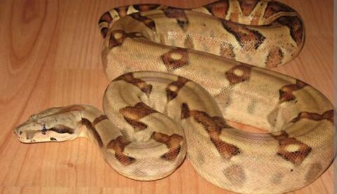 Boa imperator salmon femelle de 2022. 150 31000 Toulouse