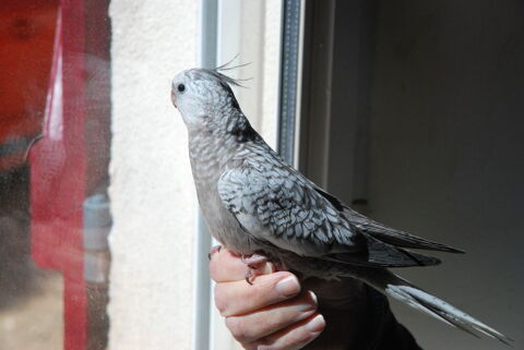 Calopsitte eam 100 83170 Brignoles