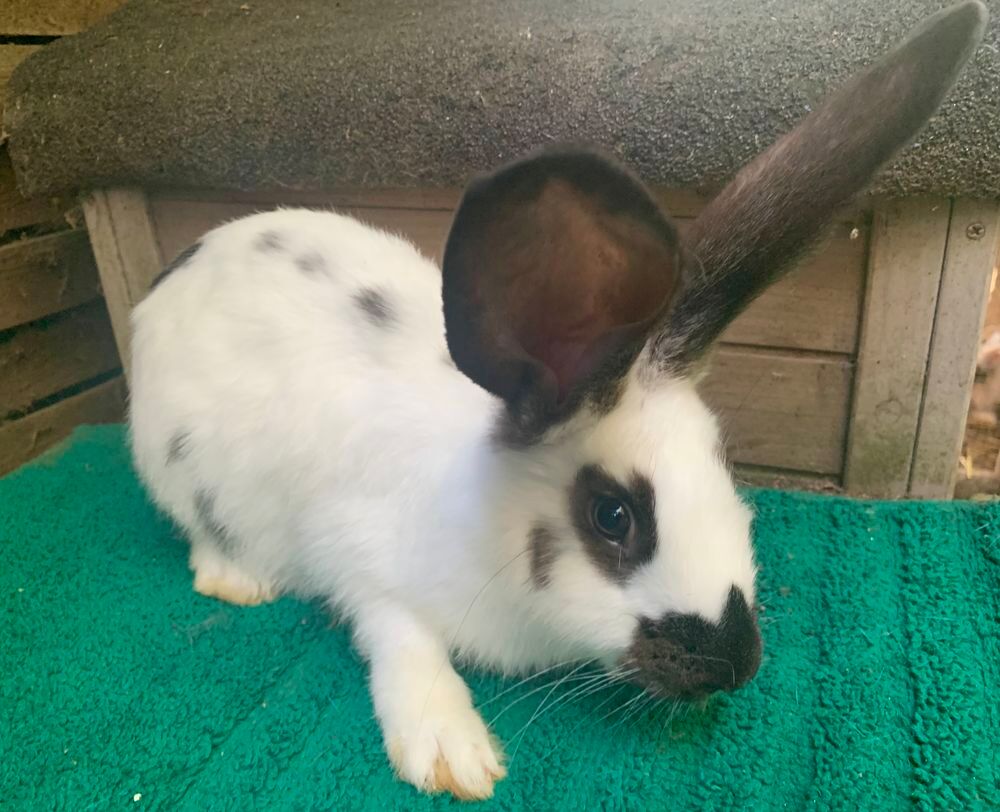   Beau lapin Géant Papillon 