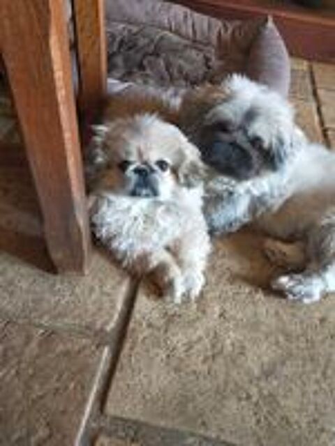   Chiot pékinois 