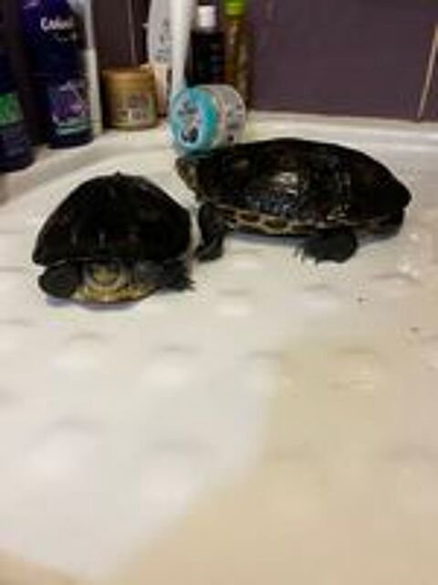   Duo Tortues aquatiques Mauremys Ocadia Sinensis (Chine)  