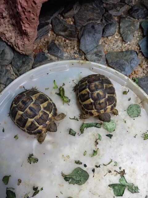 Jeunes testudo 91260 Juvisy-sur-orge