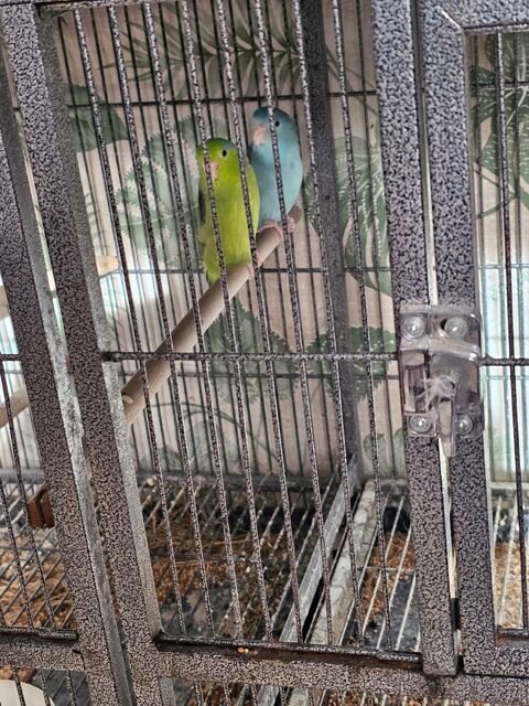 2 couples d oiseaux 150 18600 Sancoins