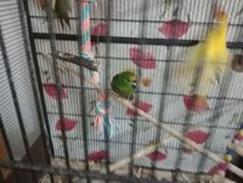   Oiseau kakarikie  
