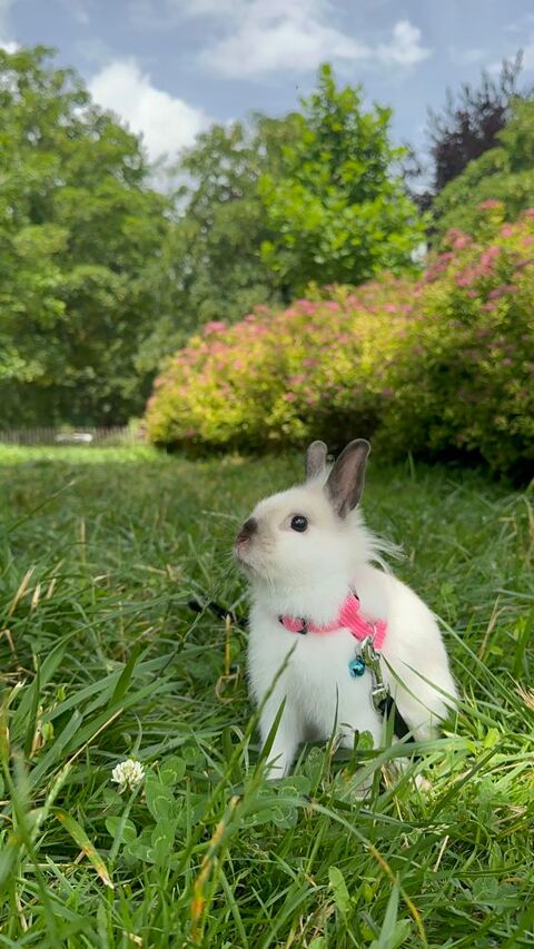 Lapin tte de lion 2-3 mois 69002 Lyon