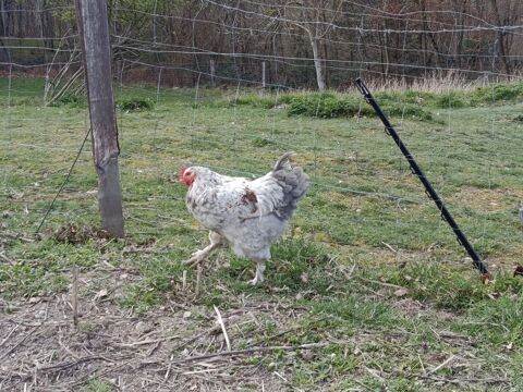 Coqs 15 63120 Sermentizon