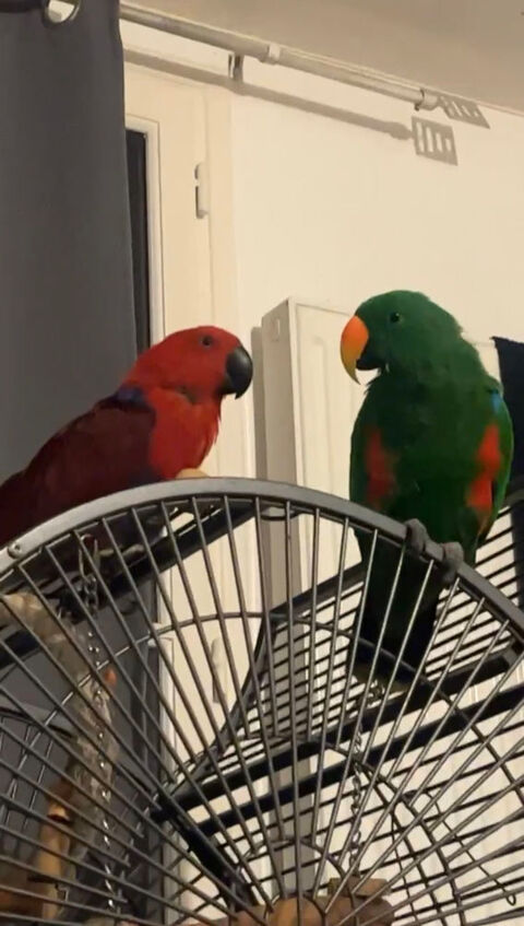 Couple Eclectus roratus polychloros de 2019 baguée 1300 94250 Gentilly