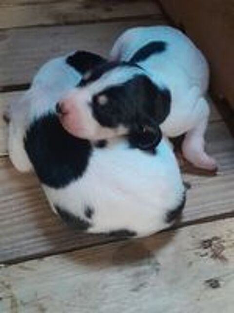   Chiots mâles Ariégeois  