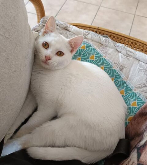 Aladdin chaton - Roost Warendin 59 120 59500 Douai
