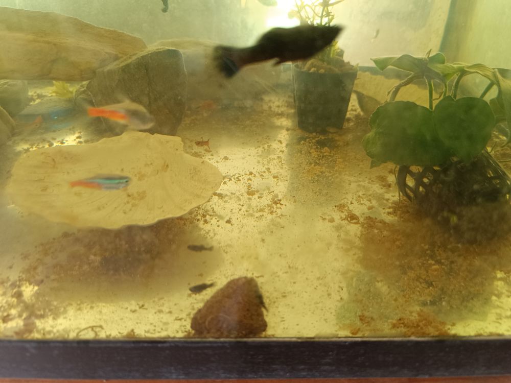   guppys nés dans mes aquariums,un an environ 