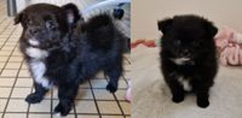   Chiots Pomchi 