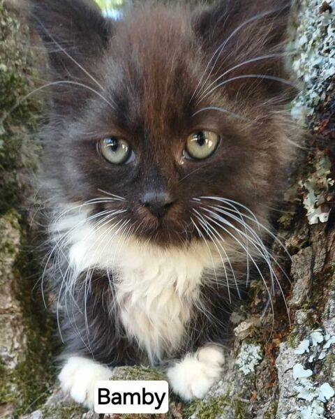  Chaton sib&eacute;rien LOOF m&acirc;le 1650 85310 Chaillé-sous-les-ormeaux
