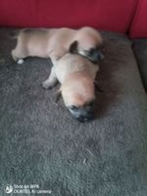   Chiots chihuahua croisé Jack teckel  