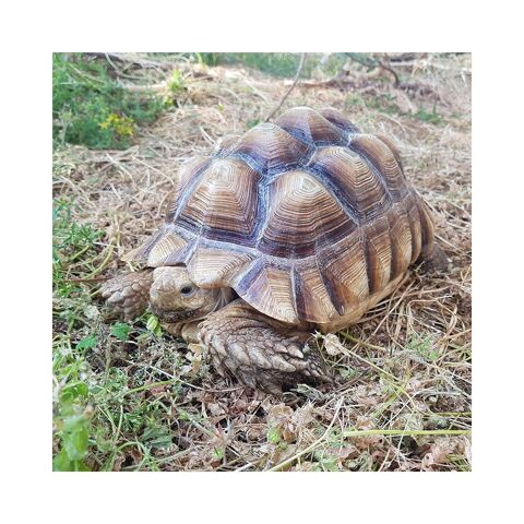 Tortue Sillonnée "Sulcata" - 22 cm de plastron, puce 493 890 35136 Saint-jacques-de-la-lande