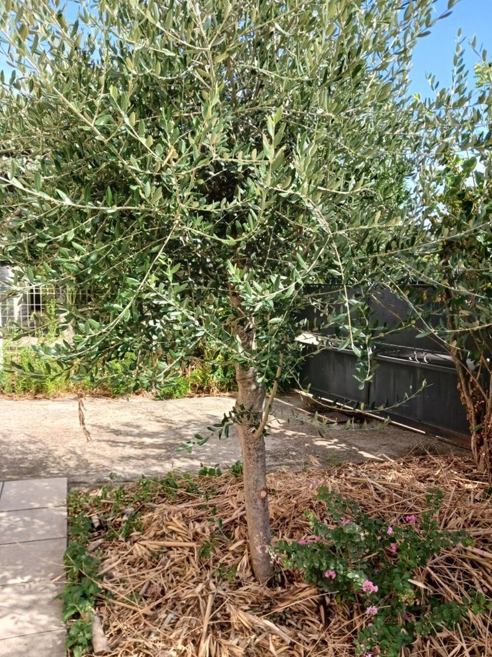 oliviers Jardin
