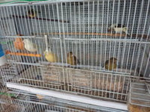   CANARIES MALES DE L ANNEE 
