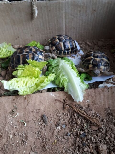 tortues 130 66600 Salses-le-chteau