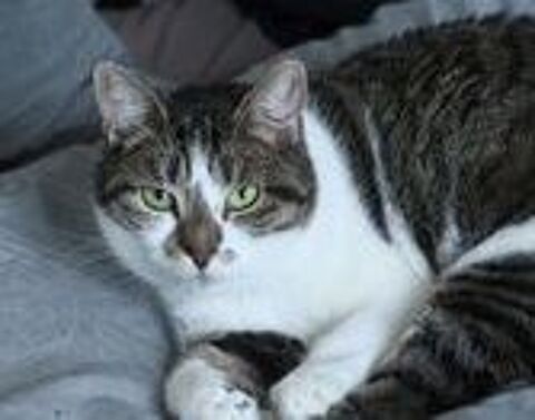 AZALEE FEMELLE TIGRE BLANC 8 ANS 195 92260 Fontenay-aux-roses