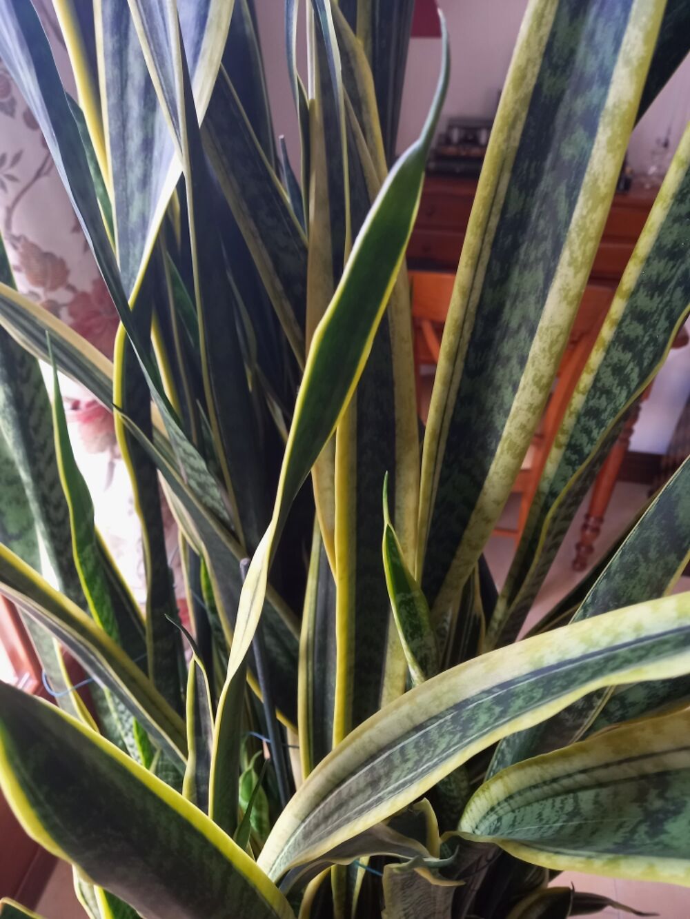 Plante Sansevieria avec Bac Riviera Décoration